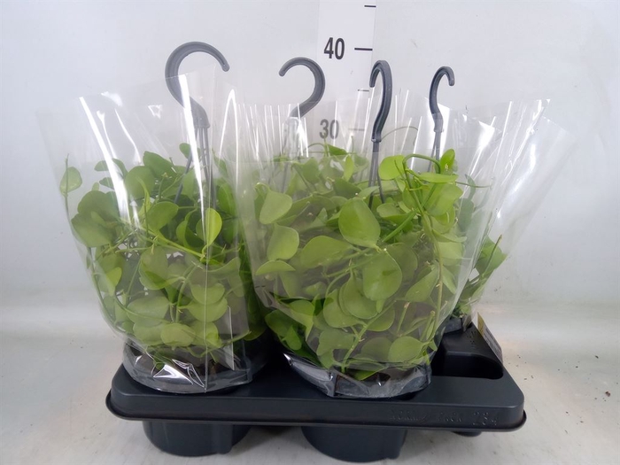 <h4>Dischidia imbricata</h4>