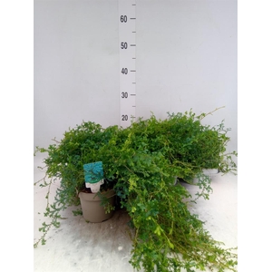 Selaginella   ...