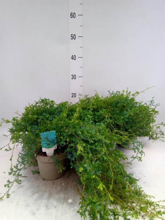 <h4>Selaginella   ...</h4>