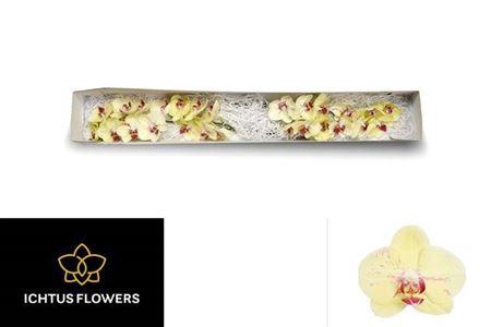 <h4>Phalaen Overig Bl</h4>