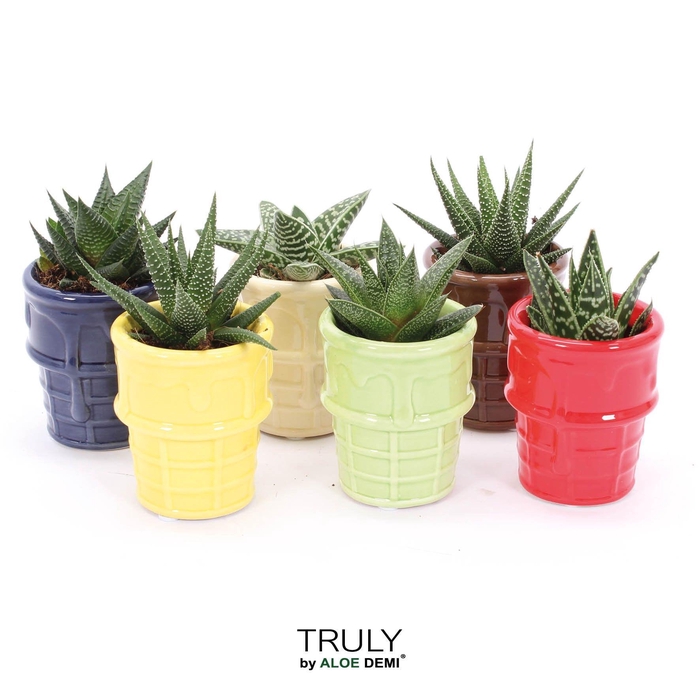 <h4>TRULY Haworthia Gasteria, ice cream</h4>