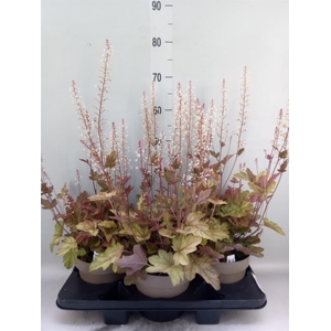 Heuchera  'Indian Summer'   ...mix