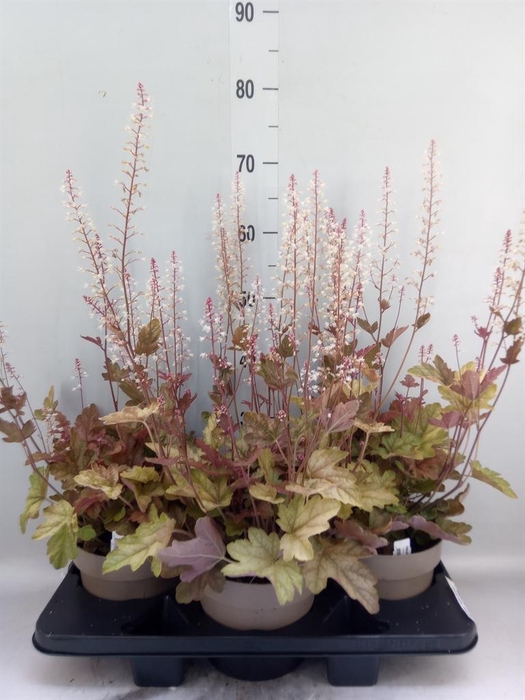 <h4>Heuchera 'Indian Summer' ...mix</h4>