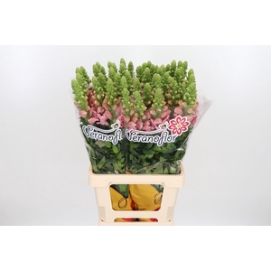 Antirrhinum Po Yellow