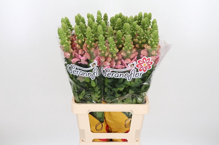 <h4>Antirrhinum Po Yellow</h4>