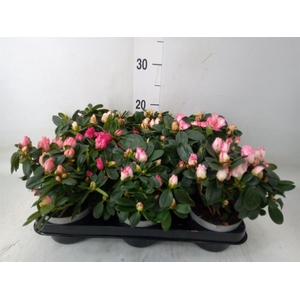 Rhododendron sim.   ...mix