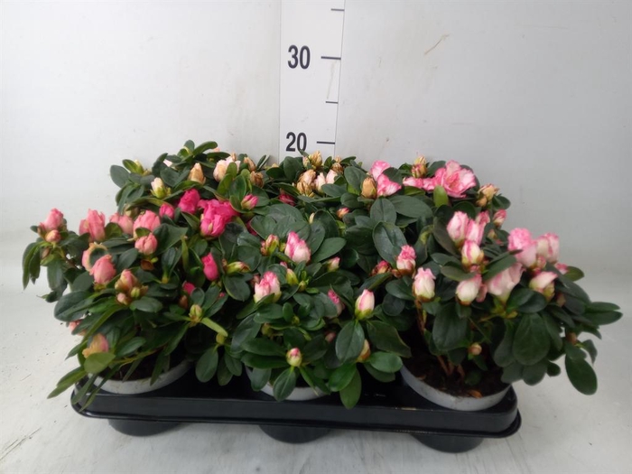 <h4>Rhododendron sim.   ...mix</h4>