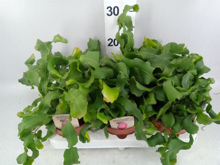 <h4>Epiphyllum guatem. var. monstrosa</h4>