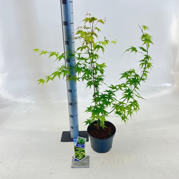 Acer palmatum Aoyagi