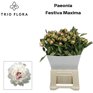 PAEO L FESTIV MAXIMA