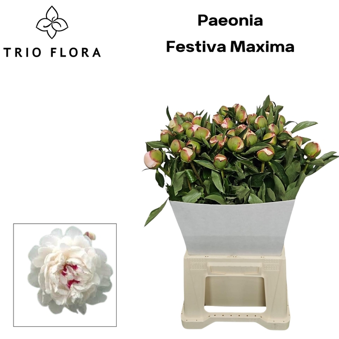 <h4>PAEO L FESTIV MAXIMA</h4>