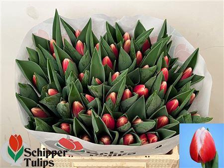 <h4>Tu En Outfit</h4>