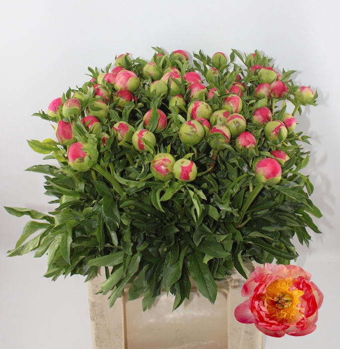 <h4>PAEO CORAL SUNSET</h4>