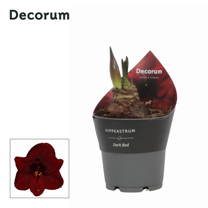 <h4>Amaryllis Dark Red in Potkraag (Decorum)</h4>
