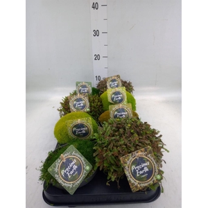 Vaste pltn   ...       [Perennials]