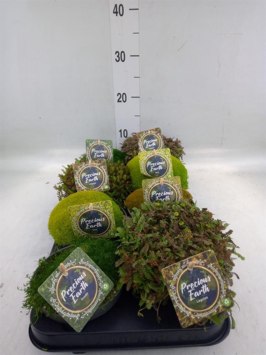 <h4>Vaste pltn   ...       [Perennials]</h4>