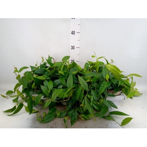 Ficus sagittata