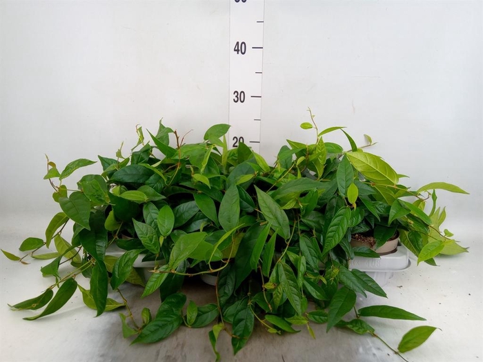 <h4>Ficus sagittata</h4>