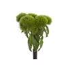 DIANTHUS GREEN BALL 060 CM