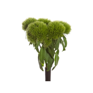 DIANTHUS GREEN BALL 060 CM