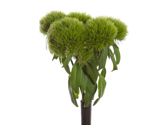 DIANTHUS GREEN BALL 060 CM