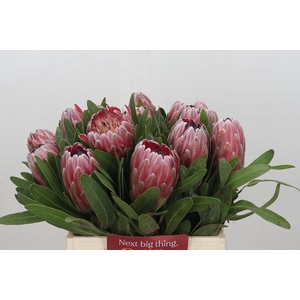 Protea Pink Ice