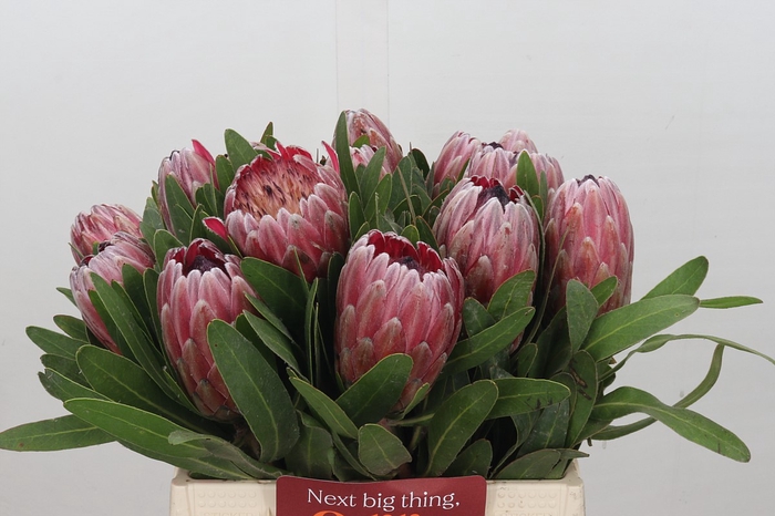 <h4>Protea Pink Ice</h4>