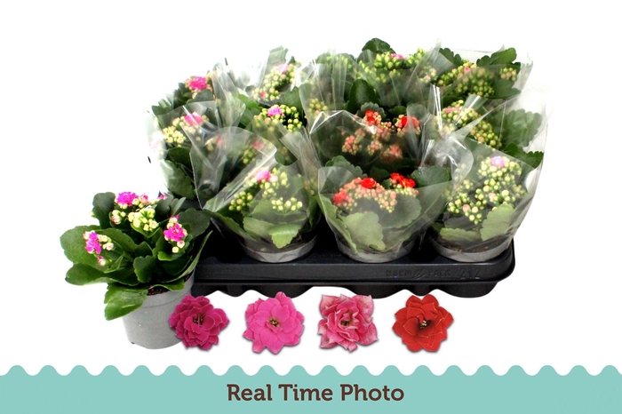 <h4>KAL GE GEM 4 KL</h4>