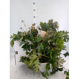 Cissus rhombifolia 'Ellen Danica'