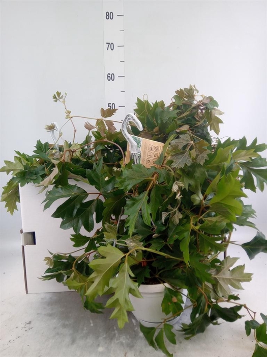 <h4>Cissus rhombifolia 'Ellen Danica'</h4>