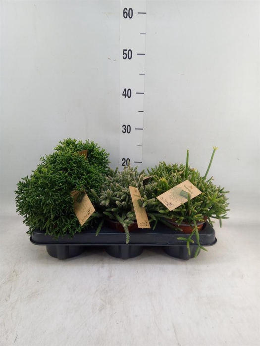 <h4>Rhipsalis ...mix</h4>