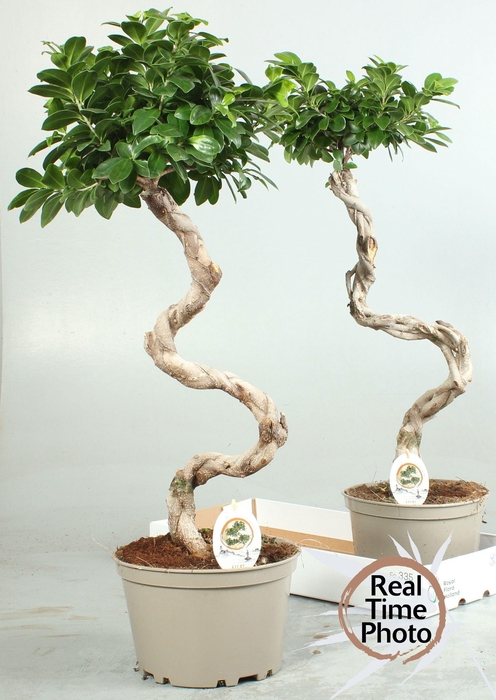 <h4>FIC MI GINSENG</h4>