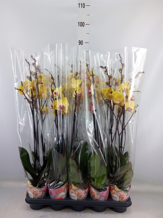 <h4>Phalaenopsis   ...yellow</h4>