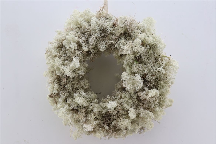 <h4>Wr Reindeer Moss 35cm Fresh</h4>