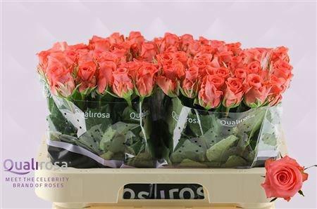 <h4>R GR SANKARA</h4>