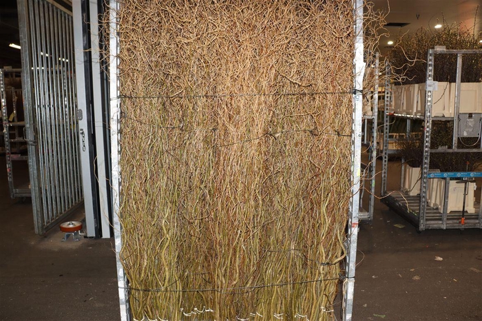 <h4>Salix babyl. 'Tortuosa'</h4>