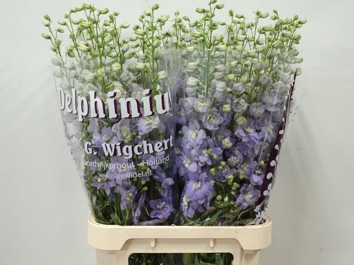 <h4>DELPH DU DEW IMPRESS</h4>