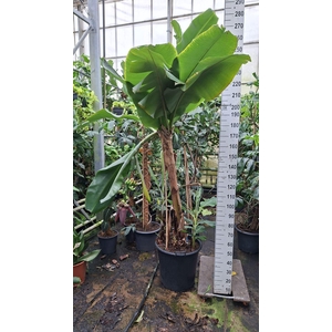 Musa Dwarf Cavendish