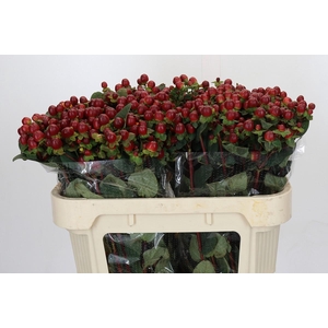 Hypericum Magical Seasons