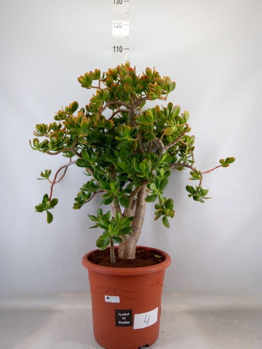 <h4>Crassula ovata 'Sunset'</h4>