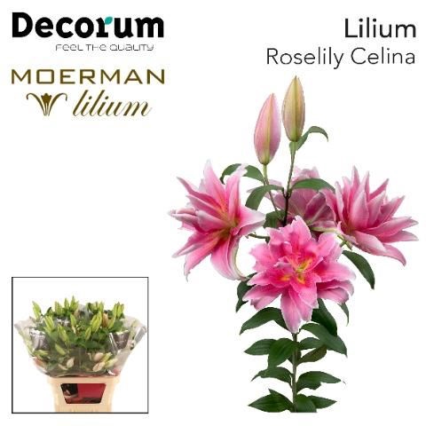 <h4>LI OR DU RL CELINA</h4>