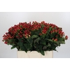 Hypericum Magical Triumph