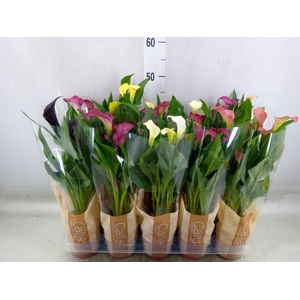 Zantedeschia   ...mix