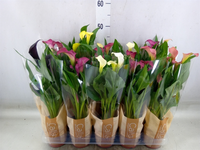 <h4>Zantedeschia   ...mix</h4>