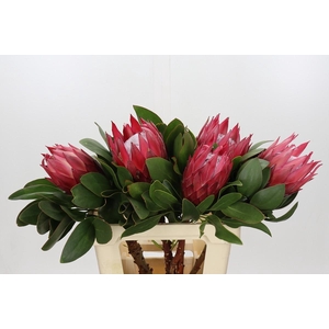 Protea Cynaroides Madiba