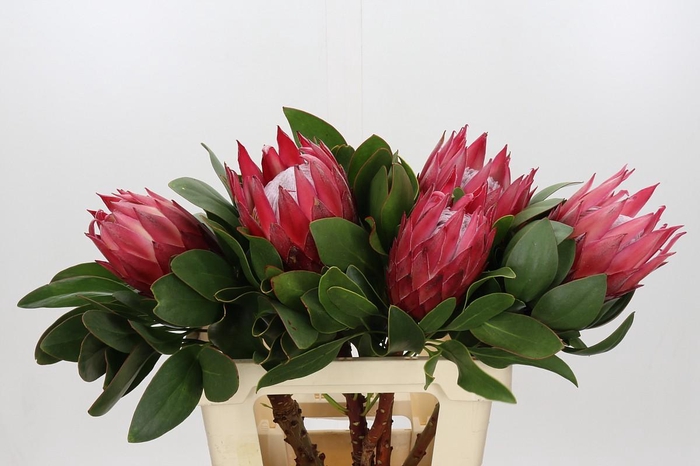 <h4>Protea Cynaroides Madiba</h4>