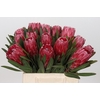 Protea Lancelot