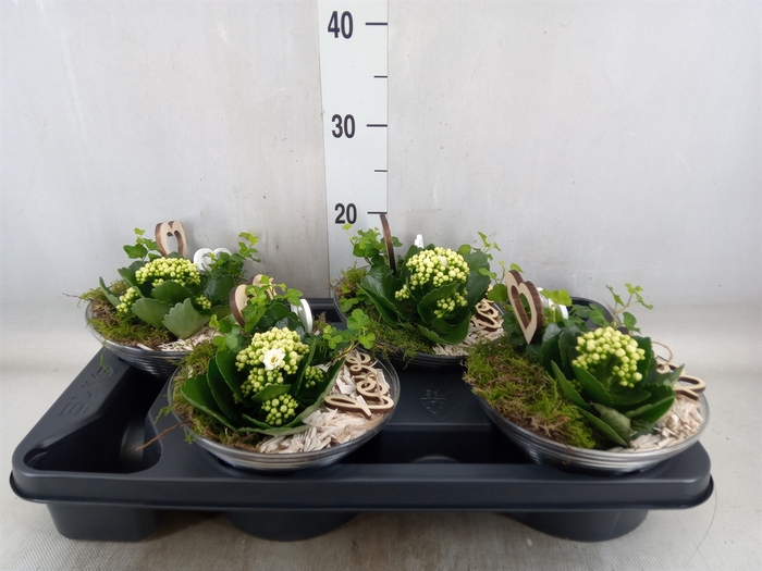 <h4>Arr.   Planten L%</h4>