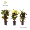 Croton Mix