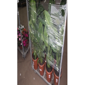 SPATH. COM FLOR P30